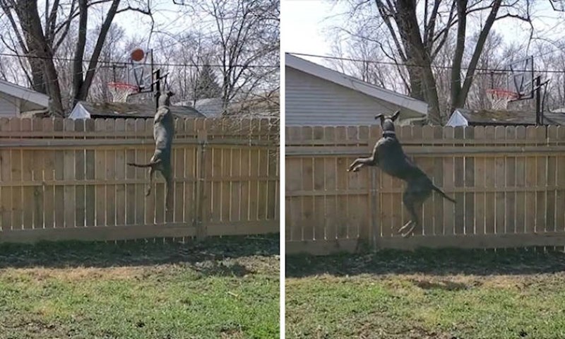 10. Ovako on špijunira susjede