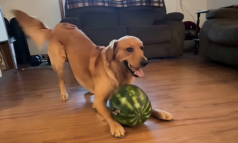 Vlasnici su dali svome psu lubenicu, snimka njegove preslatke reakcije raznježila je cijeli internet