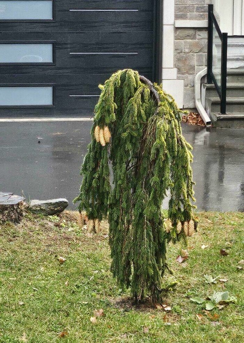 7. Ovo stablo po danu izgleda depresivno, a po noći zastrašujuće