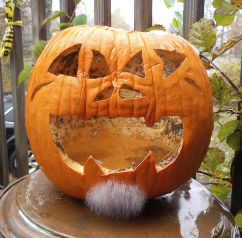 17.  Bundeva s bradom od plijesni