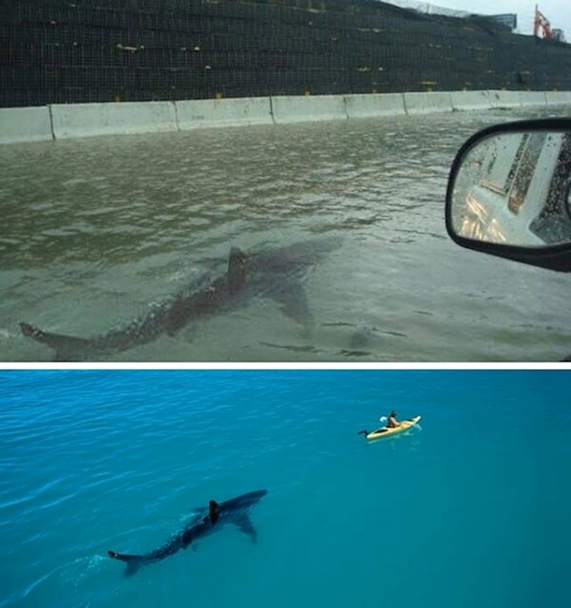 #5 Morski pas na autocesti