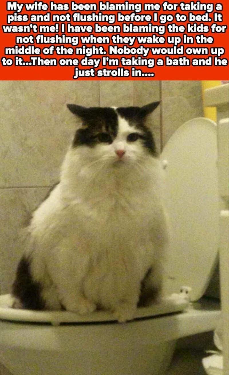 18. Ukućani su se cijelo vrijeme međusobno krivili da ne puštaju vodu nakon uriniranja. Na kraju je krivac bio mačak...