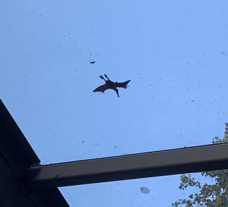 4. List izgleda kao dinosaur