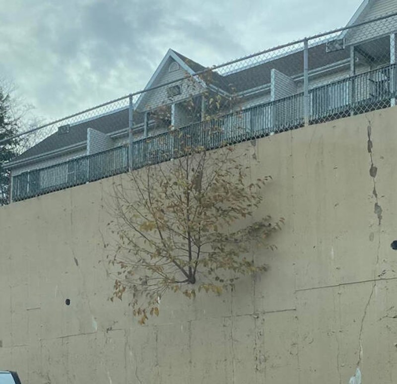 12. Stablo raste iz stare ventilacijske cijevi