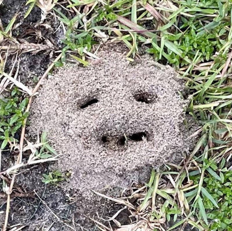 4. Mravi se žele sprijateljiti