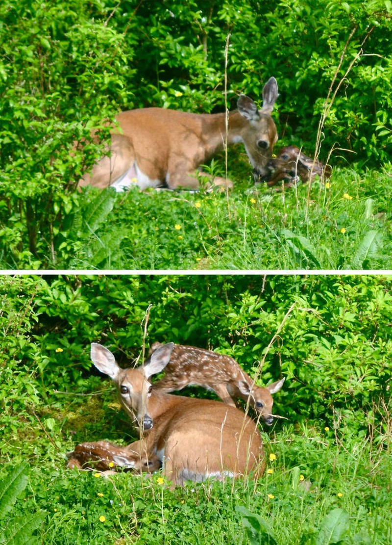 3. Srna je okotila blizance u našem vrtu, i to pred našim očima