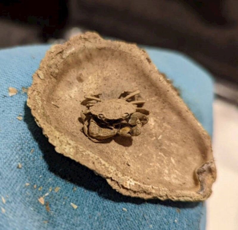 17. Pronašao sam raka unutar kamenice