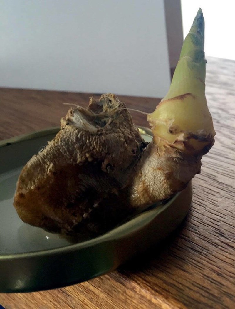 5. Iz đumbira je izrastao gnom