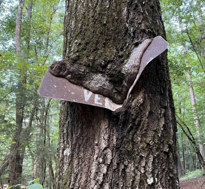 9. Stablo proždire tablu