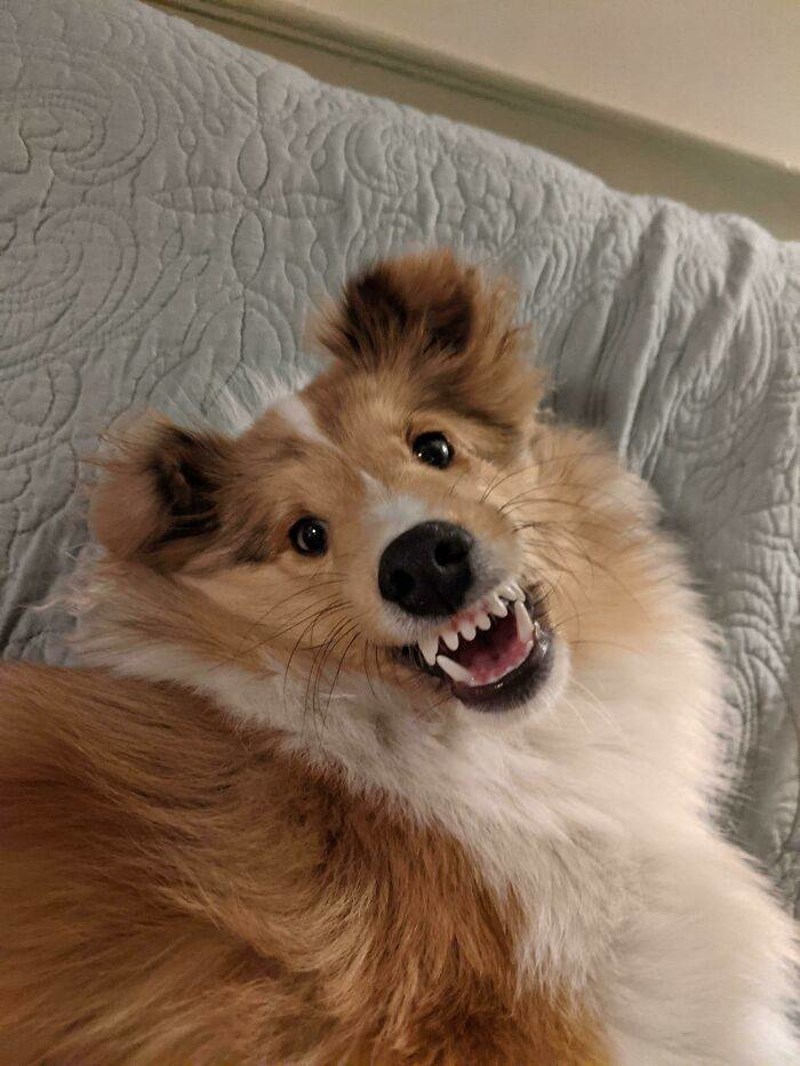 16. Izraz lica moga psa kad mu kažem da ga volim