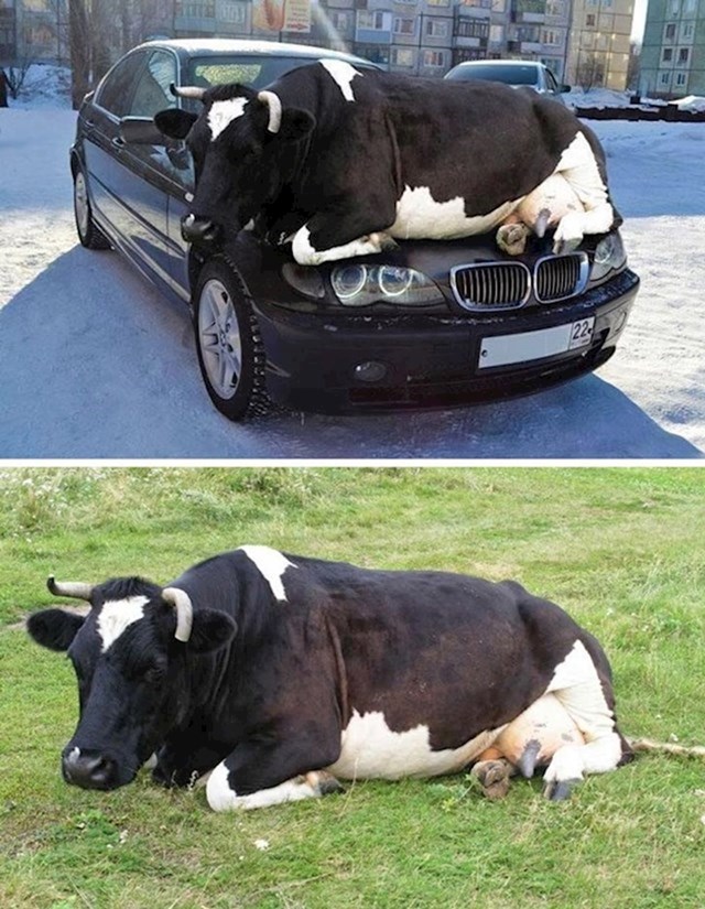 #7 Krava na autu