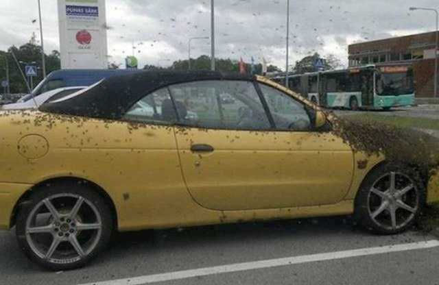 17. Žuti auto privukao je izuzetno velik broj pčela.