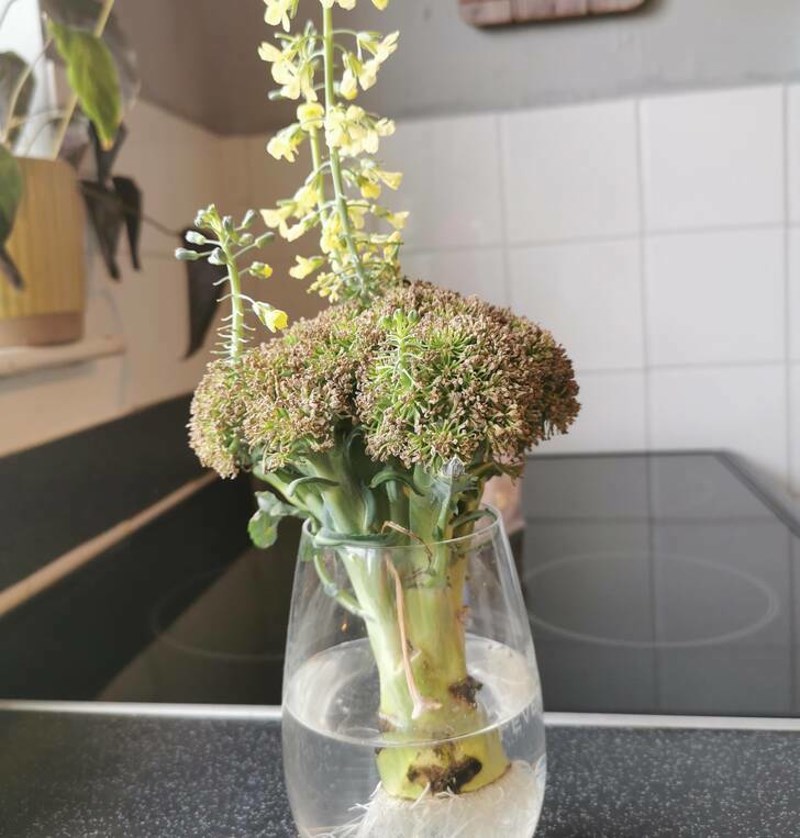 15. Stavio sam trulu brokulu u vodu i procvjetala je