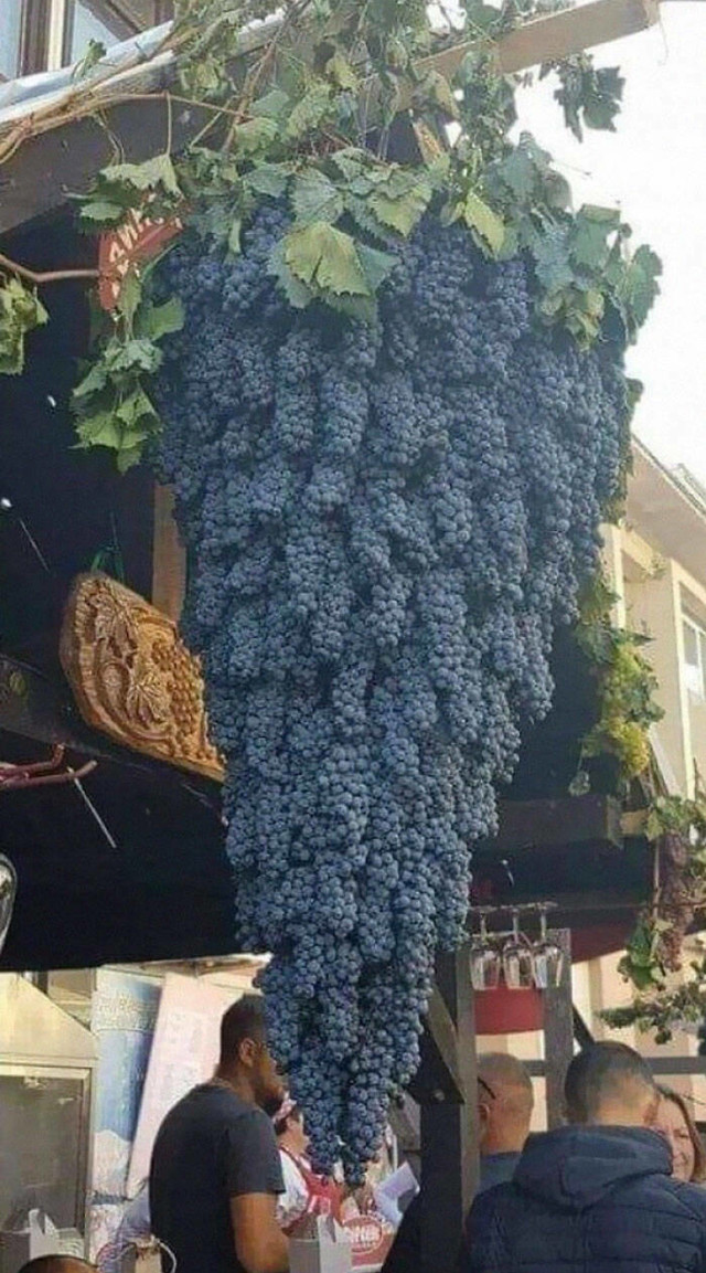 2. Sigurno niste vidjeli veći grozd od ovoga