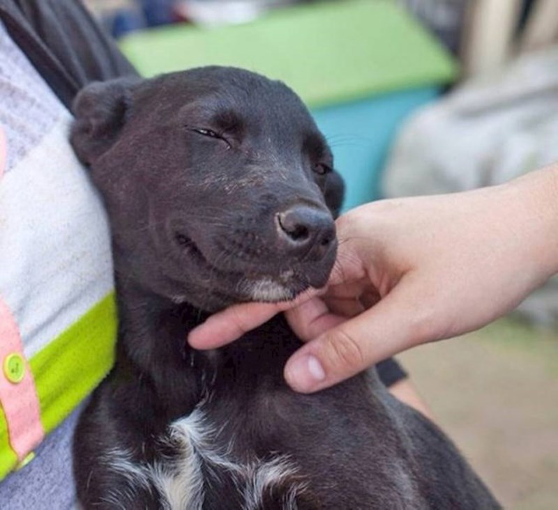 8. Apartmani u kojima smo odsjeli su pet-friendly, a ovo je jedan od gostiju.