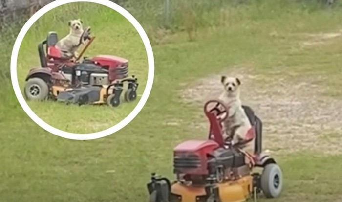 Snimka psa koji kosi travu oduševila je ekipu na društvenim mrežama, morate vidjeti ovaj hit
