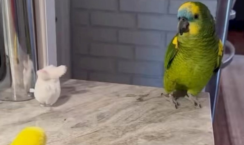 Reakcija ljubomorne papige nasmijala je milijune ljudi diljem svijeta, hit snimka je urnebesna