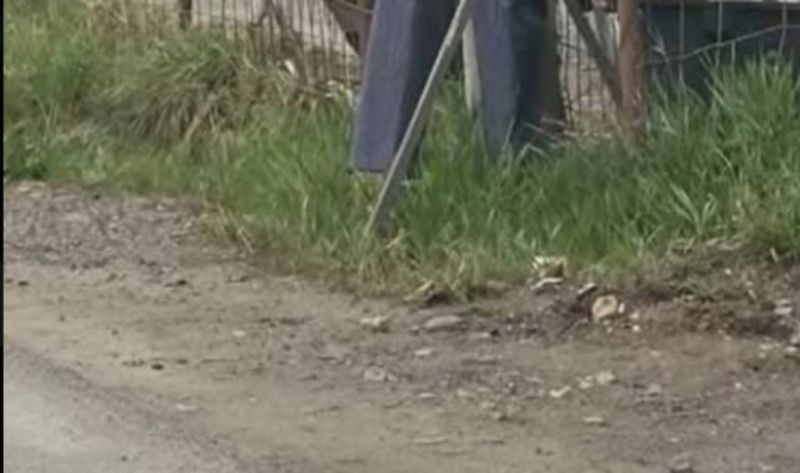 Prolaznik je pokraj ceste snimio lažnog policajca, urnebesna fotka je nasmijala cijelu Hrvatsku