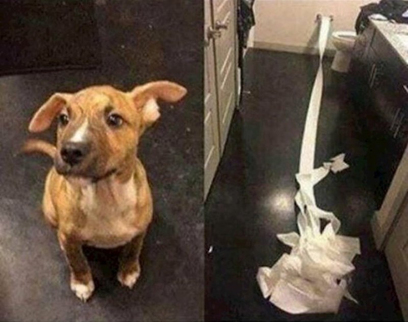 6. Popiškio se po podu i pokušao očistiti za sobom