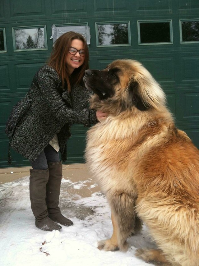 7. Simba, pas pasmine Leonberger