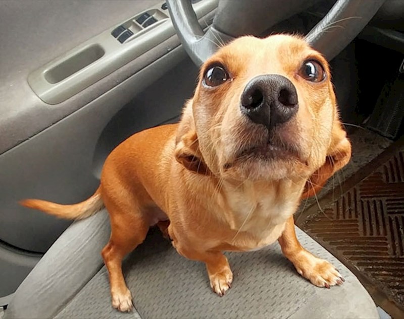 10. Dečko je otišao u dućan, a nas dvoje ostali smo u autu. Ovako me gledao cijelo vrijeme dok se nije vratio, bez treptanja.