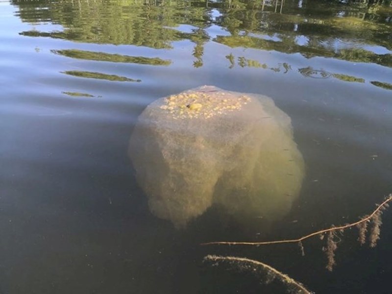 Ovo je nakupina toksičnih bakterija. Ako ovako nešto vidite u vodi - ne približavajte se i ne dajte svojim ljubimcima blizu takve kugle
