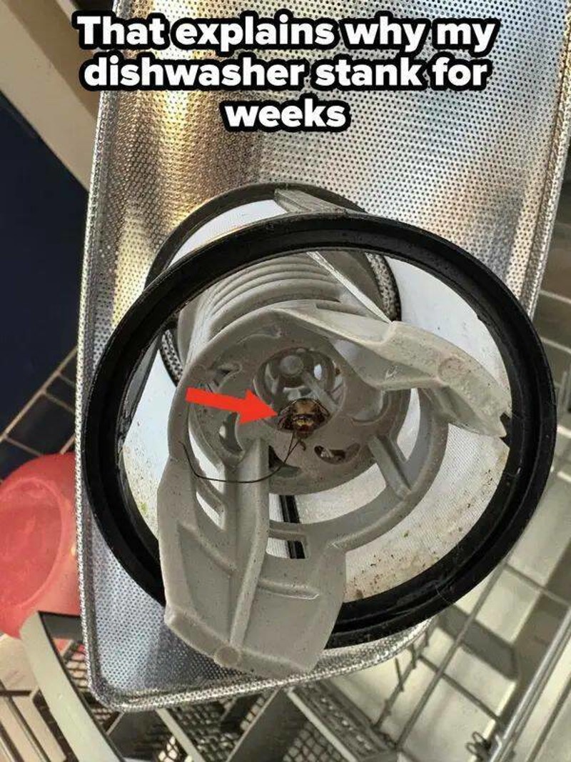4. Ovo objašnjava zašto je moja perilica suđa tjednima smrdjela