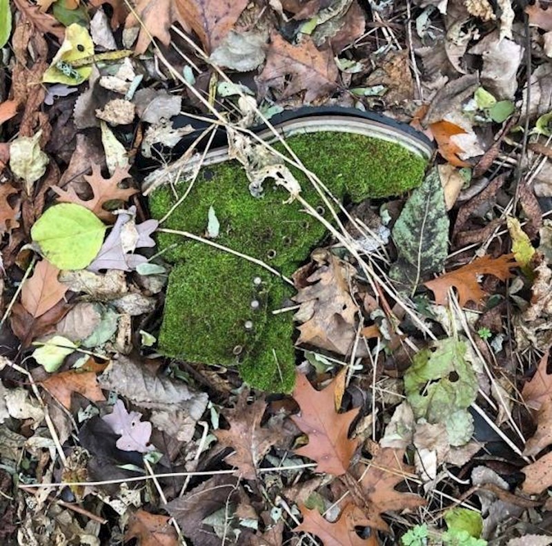 14. Stara čižma koju je umjetnica priroda preuredila po svome