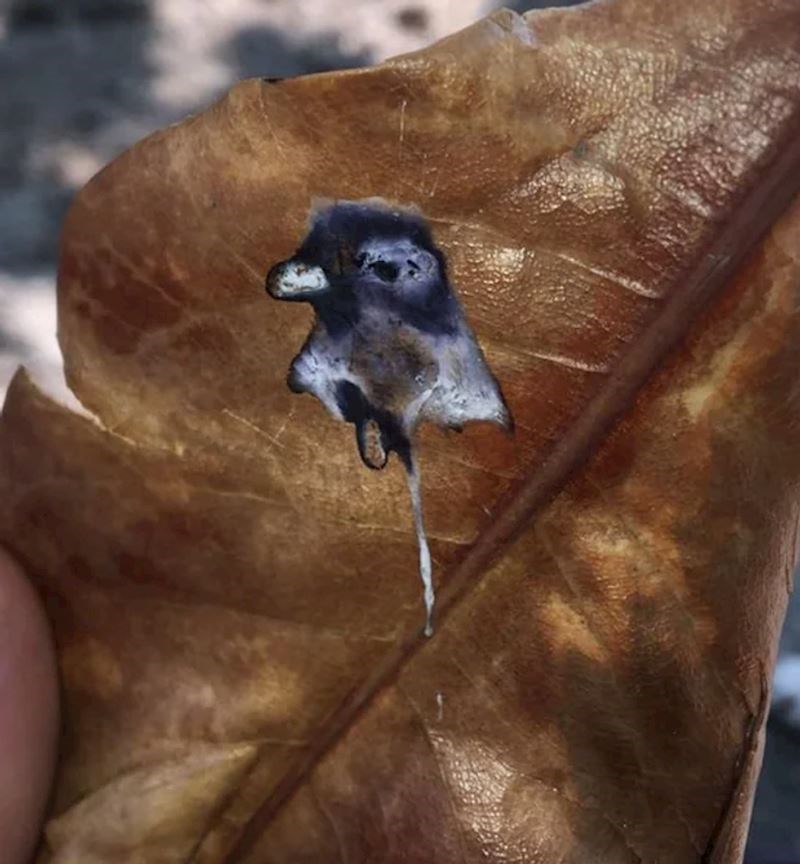 2. Netko je na listu uočio lik goluba