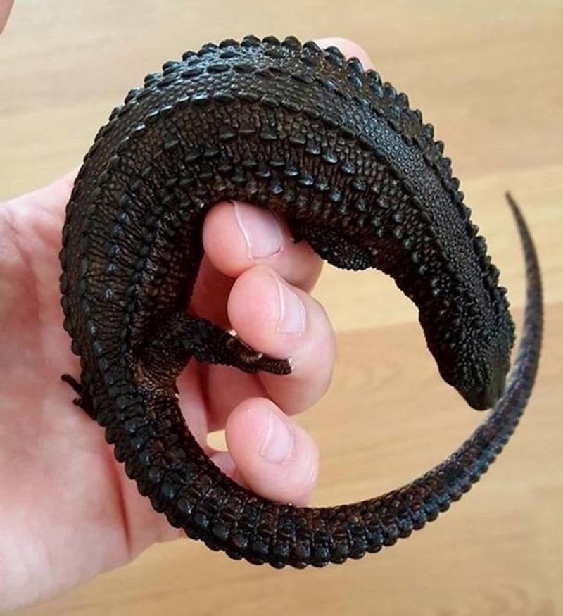 2. Ova vrsta guštera obično je svjetlija, no ovaj je primjerak potpuno crn