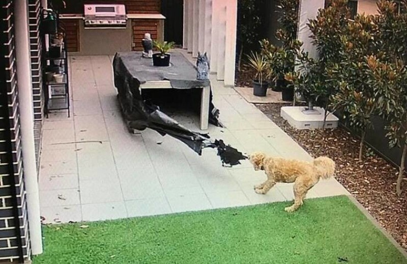 12. Na poslu sam i slučajno sam se sjetio da bi mogao provjeriti što moje štene radi. Jedino što sad mogu je gledati kako mi uništava dvorište."