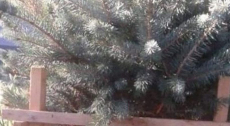 Ispred jele u nečijem dvorištu osvanula je nesvakidašnja zamolba, nije mogla proći nezapaženo