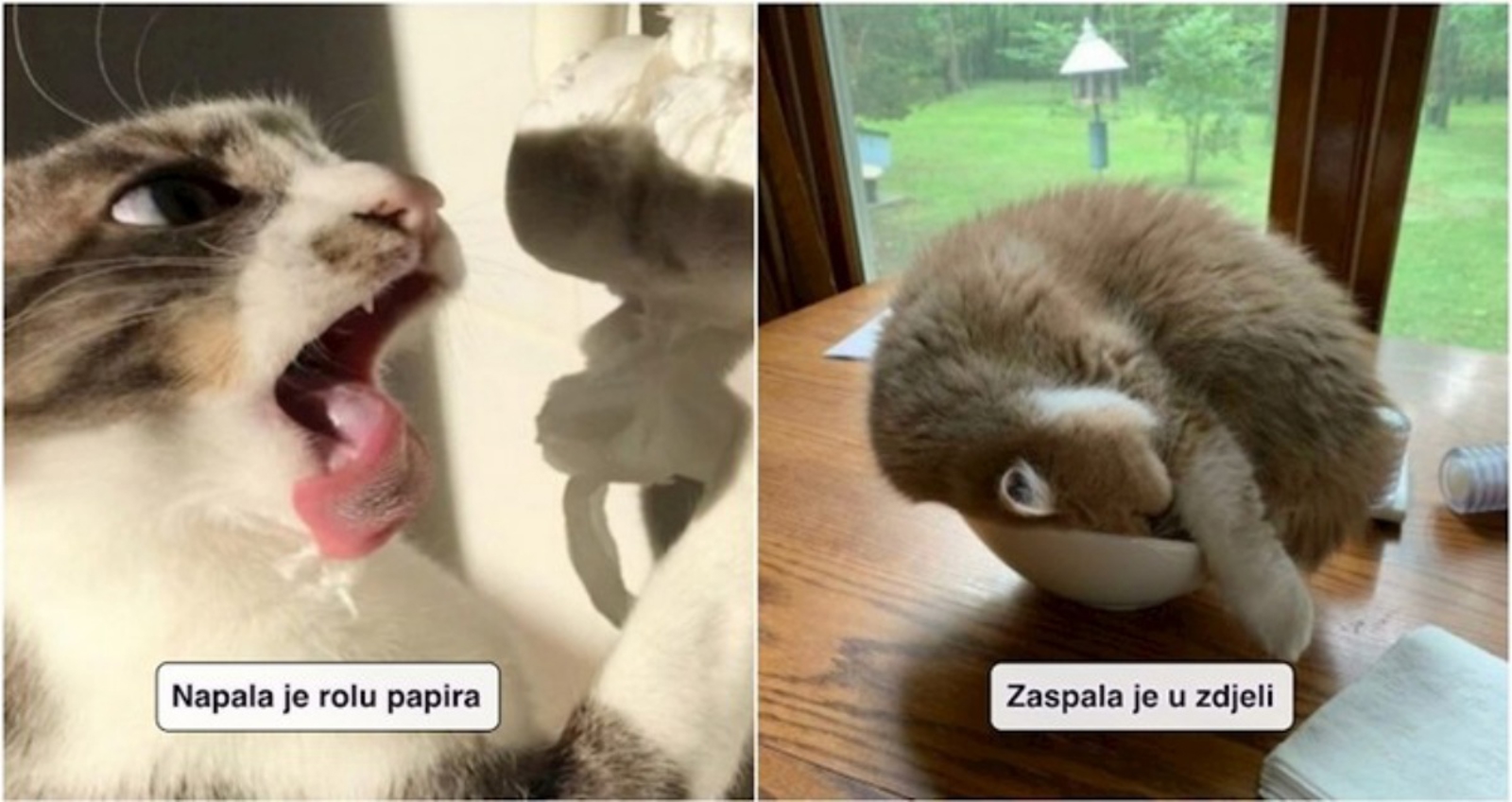 Ljudi dijele fotke čudnih situacija u kojima su zatekli svoje mačke, izdvojili smo 17 urnebesnih