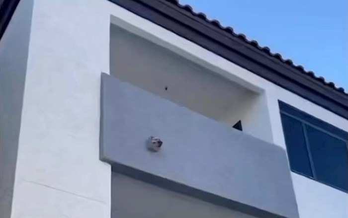 Tip je roštiljao piletinu i primijetio urnebesnu reakciju susjedovog psa, snimka je apsolutni hit