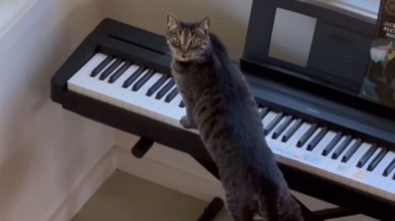 Hit kućnu snimku pogledalo je skoro 4 milijuna ljudi, morate vidjeti što je izvela ova mačka