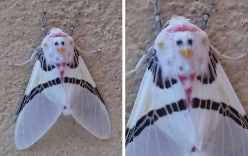 12. Neobičan moljac