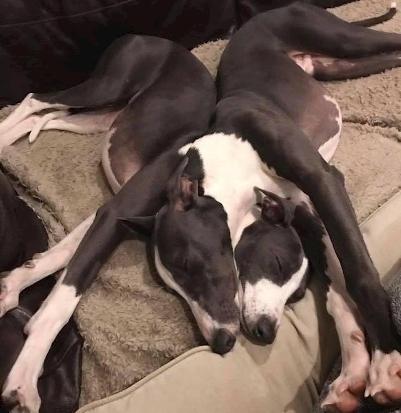 11. Isprepreli su se tako da ne možemo skužit gdje jedan završava, a drugi počinje