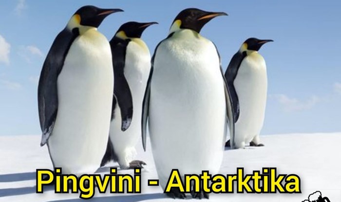 Fora pokazuje na što Balkanci pomisle kad se spomenu pingvini, urnebesna je i skroz istinita