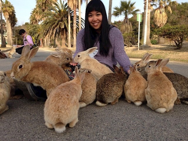 6. U Ōkunoshimi živi velika populacija divljih, no vrlo prijateljski raspoloženih zečeva.