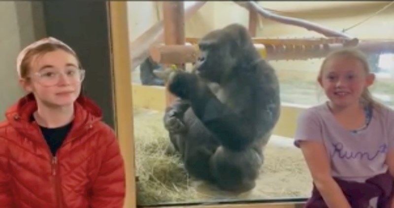 Curice su se snimale ispred goriline nastambe, video je postao hit zbog njezine urnebesne reakcije