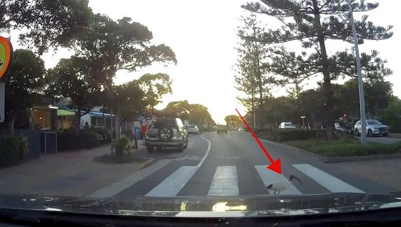 Vozač je morao dobro protrljati oči nakon što je vidio scenu na zebri, hit snimka je obišla svijet