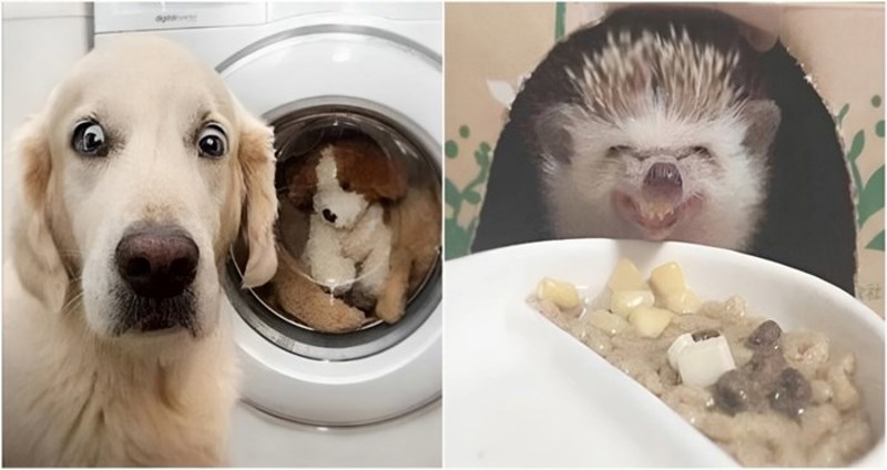 19 simpatičnih fotki životinja koje će vam popraviti raspoloženje u trenu