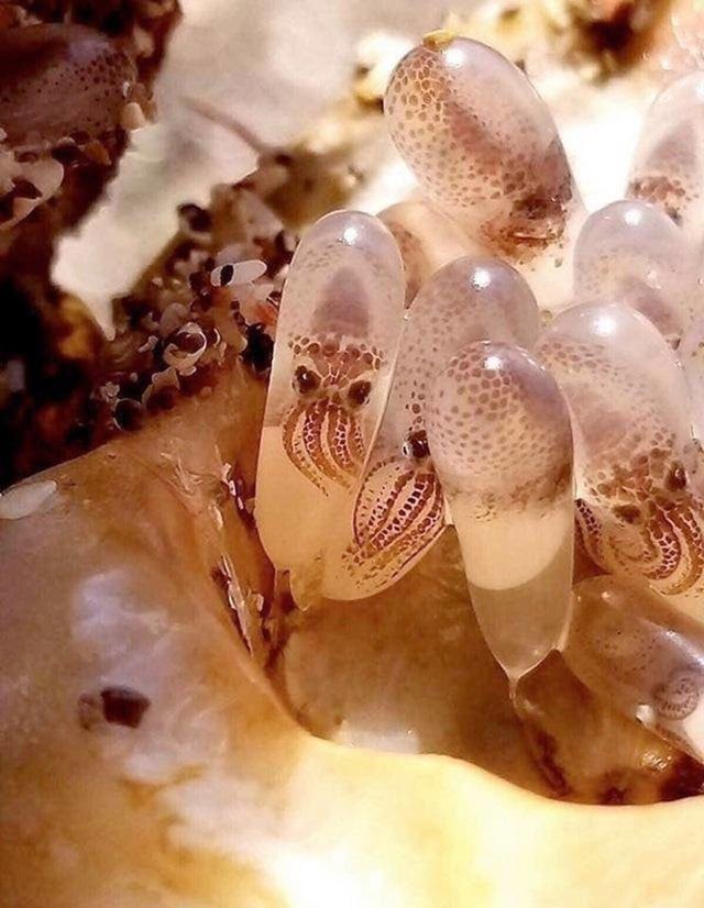4. Ovako izgledaju bebe hobotnice dok rastu u jajetu