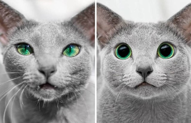5. Oči mačke tijekom dana i po noći