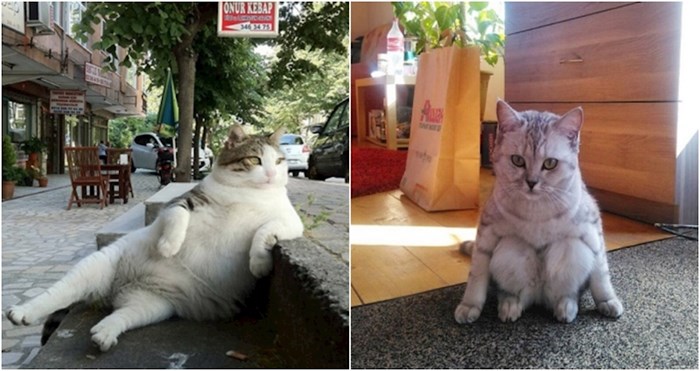 20+ vlasnika uhvatili su svoje mačke kako sjede u totalno suludim pozama, fotke su urnebesne