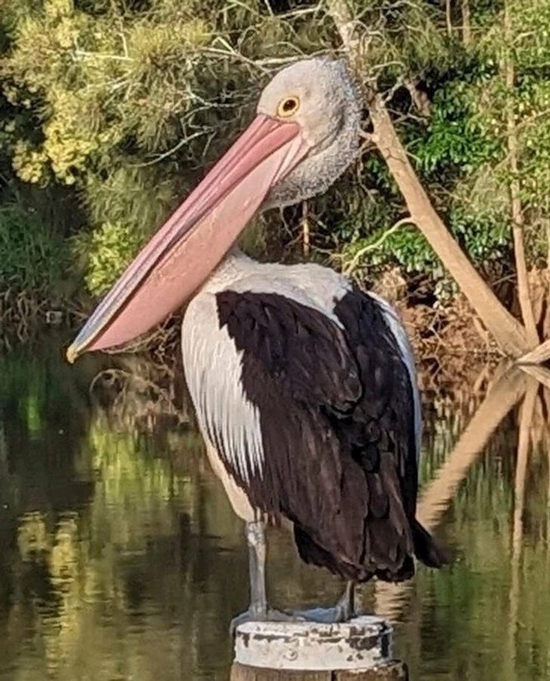 2. Pelikan izgleda kao da nema vrat