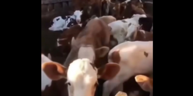 Dalmatinac je pokazao kako se njegova stoka odaziva na ime, snimka je apsolutni hit na Fejsu