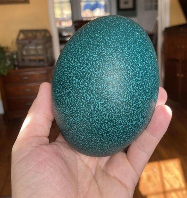 7. Ovako izgleda jaje emua
