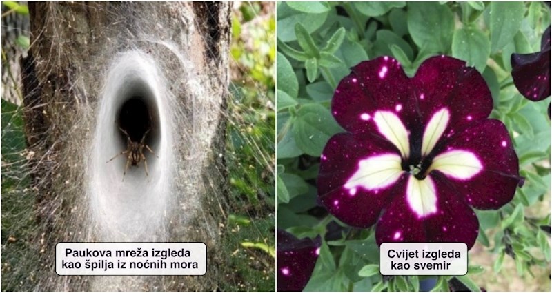 17 iznenađujućih prizora koji dokazuju da nas naš svijet uvijek može impresionirati