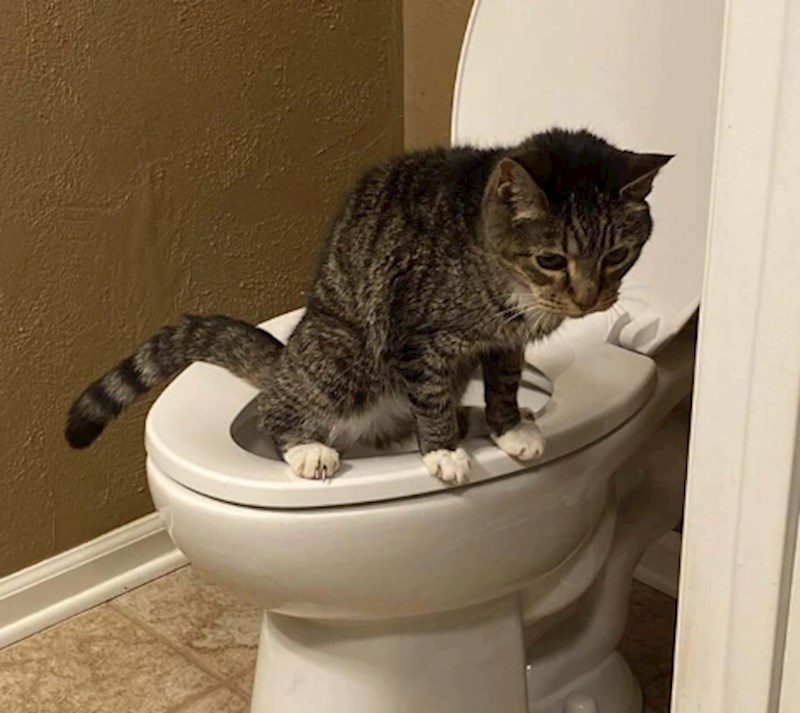 3. Maca koja zna obaviti nuždu na wc-u